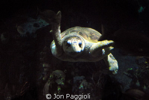 Midnight Turtle Smile ! by Jon Paggioli 